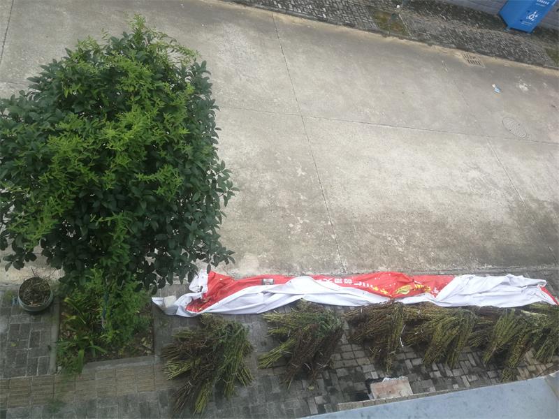 红粉挽歌芝麻开门